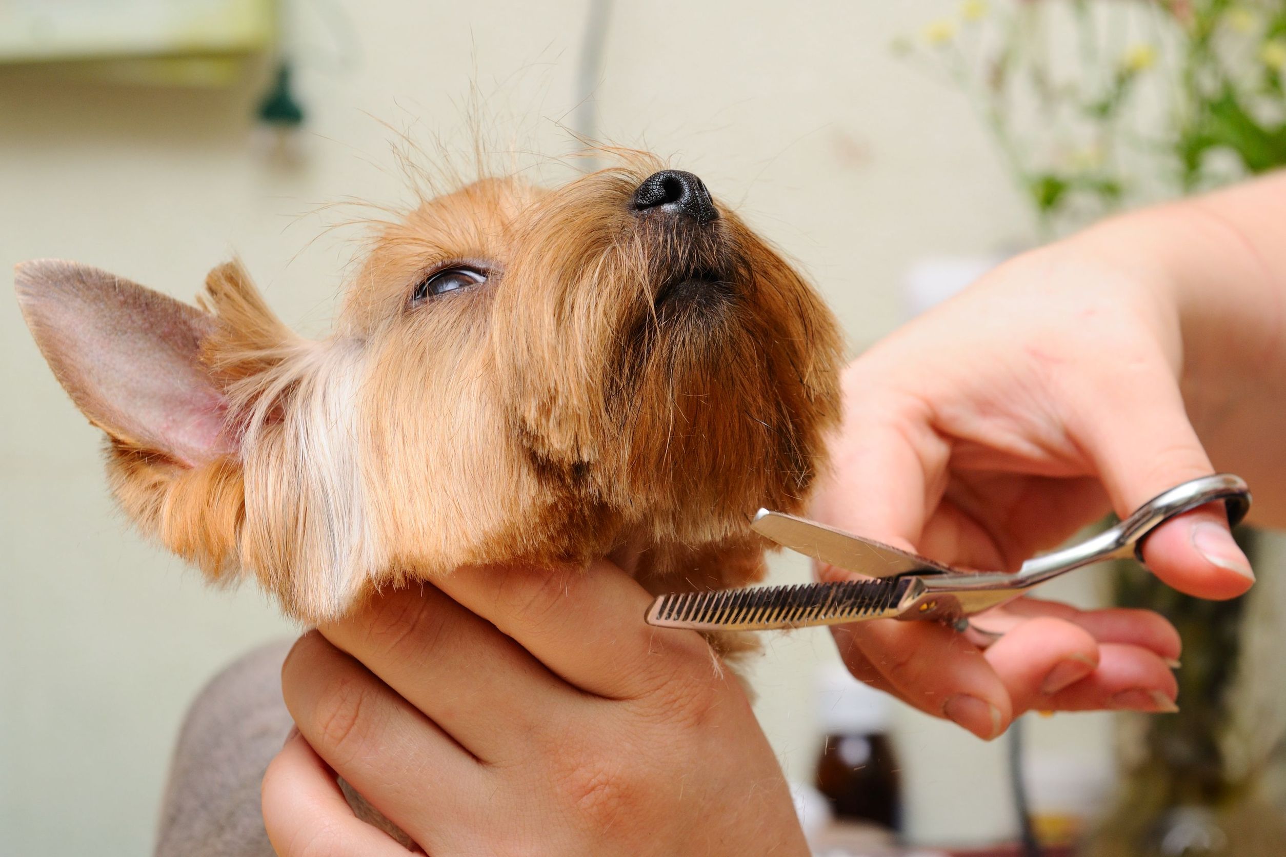 Bring Your Furry Friend to a Pet Groomer You Can Trust in Alexandria, VA