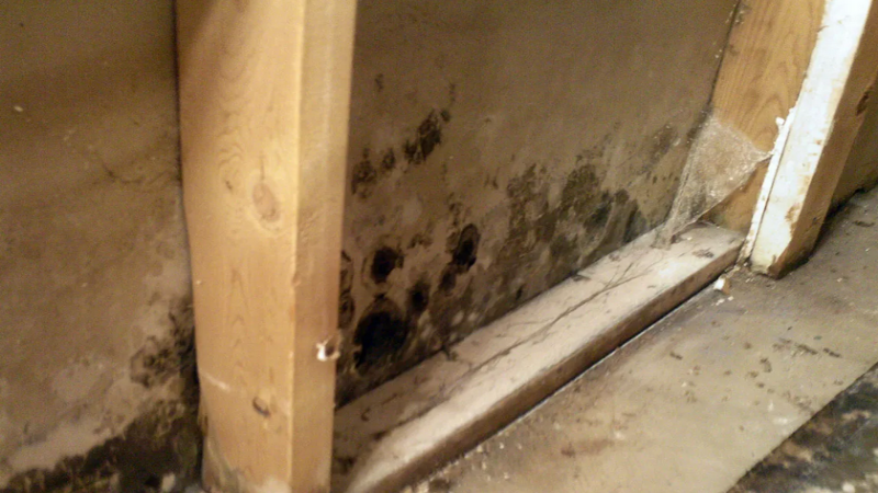 Why You Should Hire a Professional Mold Removal Lakewood Co Service