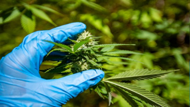 How You Can Use Hemp Extraction Equipment Engineering