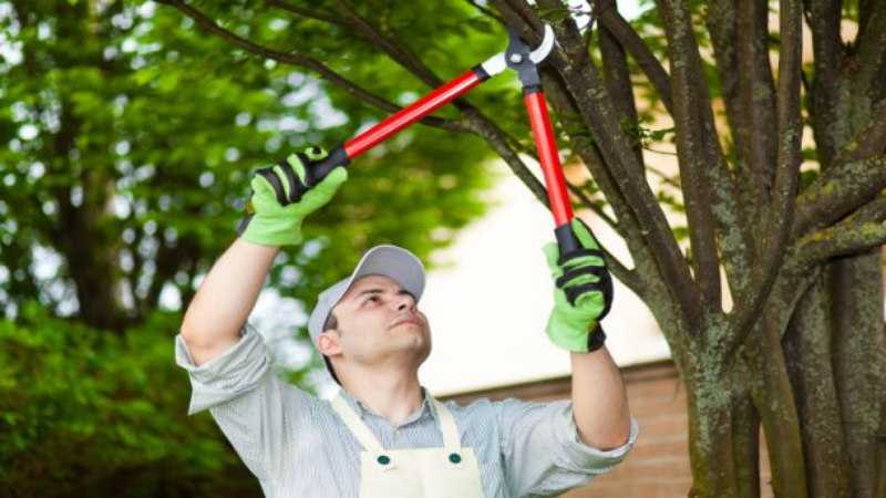 What to Know about Tree Trimming in Marietta, GA