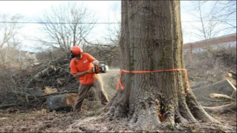 When to Consider Hiring a Tree Removal Service in Smyrna, GA