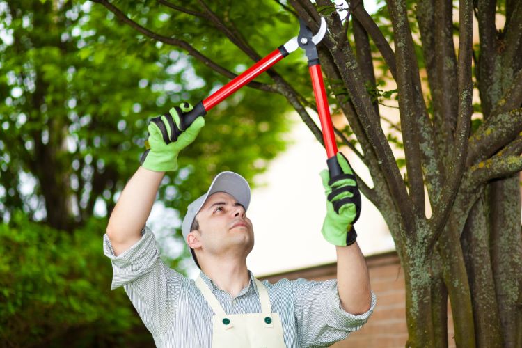 Signs It Is Time To Call A Tree Service In Fleming Island FL For Tree Removal