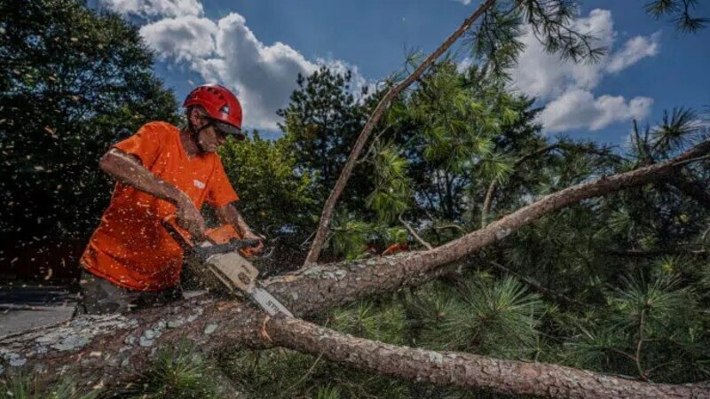 It’s Best to Hire a Local Business to Handle Tree Maintenance in Smyrna, GA