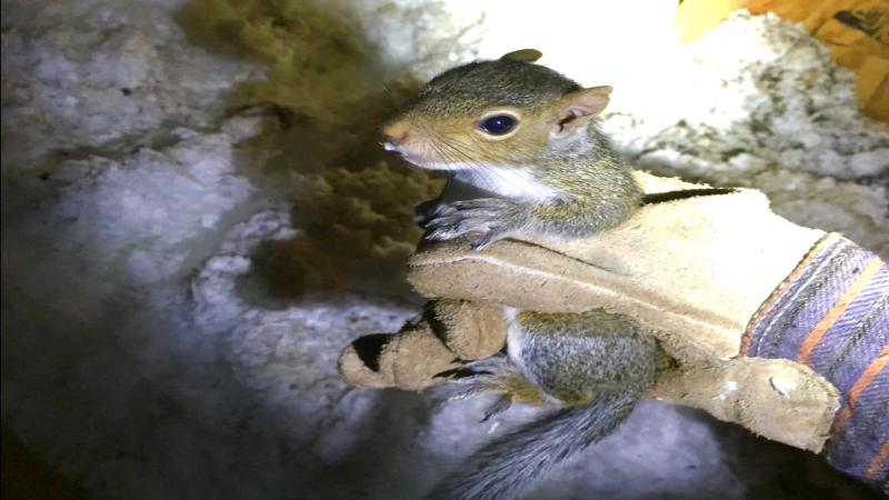 For Reliable Removal of Squirrels in the Attic in Fayetteville, GA, You Need the Pros