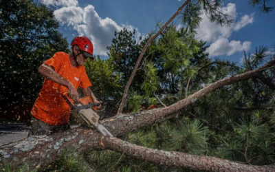 Tree Companies Near Marietta, GA: Ensuring the Health and Beauty of Your Landscape