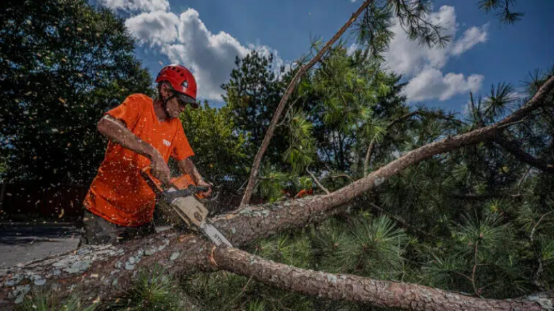 Tree Companies Near Marietta, GA: Ensuring the Health and Beauty of Your Landscape