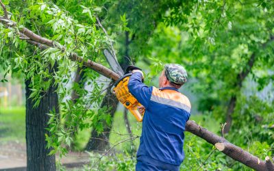 Tree Services in Lawrenceville, GA: Services That Keep Your Yard Safe And Beautiful