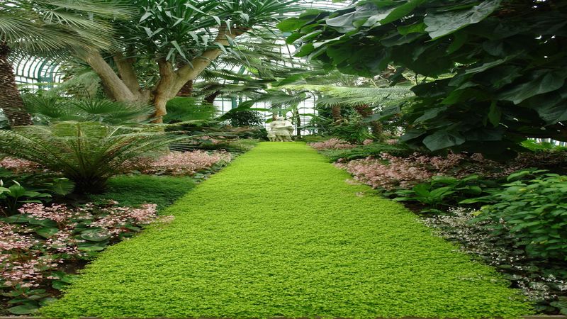 Reliable Tree & Shrub Service Shelbyville, KY: Transform Your Landscape with Ease
