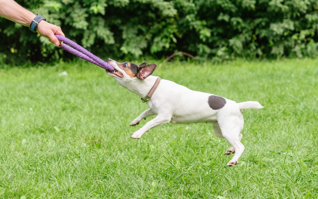 Transform your dog’s manners using expert dog training services Santa Clara County CA locals love
