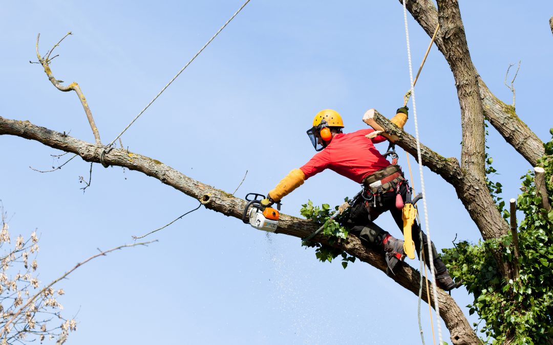 Keeping Your Property Safe with Emergency Tree Services Julian NC After High Winds