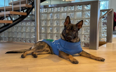 Find Your Perfect Trained Protection Dog For Sale in the USA