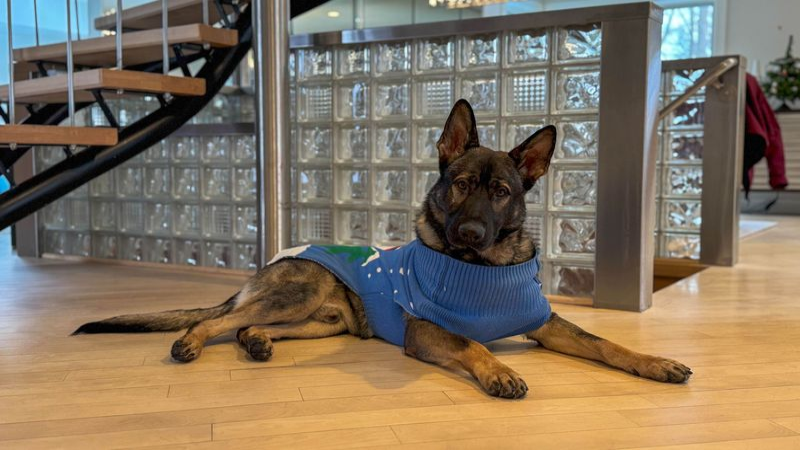 Find Your Perfect Trained Protection Dog For Sale in the USA