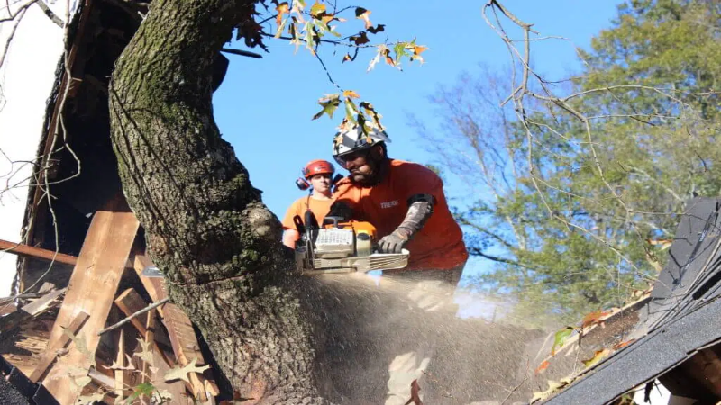 Efficient Tree Removal Service Marietta GA: Ensuring Safety and Aesthetics