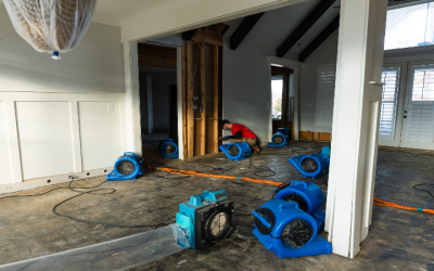 How Mold Companies in Newnan, GA, Provide Effective Solutions for Your Home