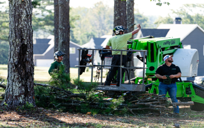 Expert Stump Grinder Services in McDonough, GA: Efficient and Affordable Solutions