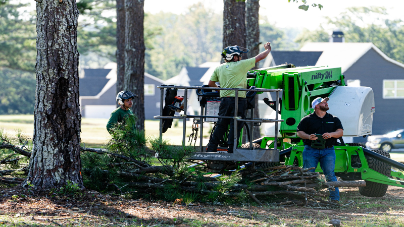 Expert Stump Grinder Services in McDonough, GA: Efficient and Affordable Solutions