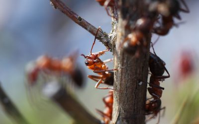 Say Goodbye to Infestations with Trusted Ant Pest Control Montclair NJ Solutions