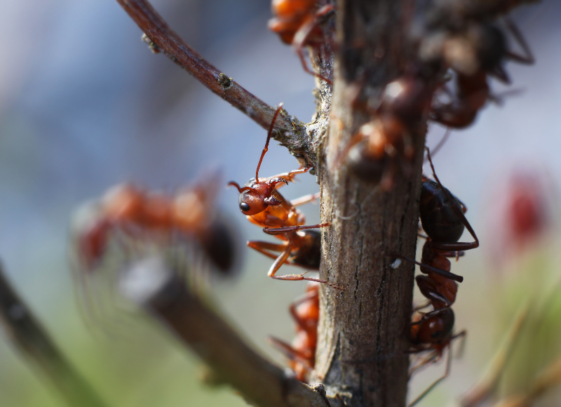 Say Goodbye to Infestations with Trusted Ant Pest Control Montclair NJ Solutions