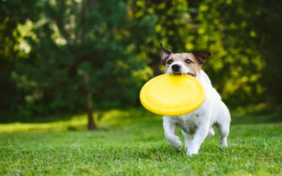 Achieve Better Behavior at Home With Effective Dog Training Arlington TX Pet Owners Trust