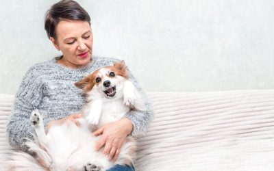 Your Guide To Choosing Dog Boarding In Manhattan Services For Worry Free Pet Stays