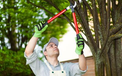 Find expert tree care solutions with an Arborist in Atlanta, GA residents can truly rely on today
