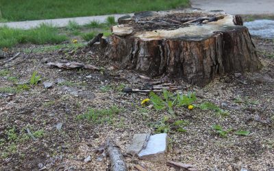 Practical Benefits of Choosing Stump Removal Passaic County NJ for Property Owners