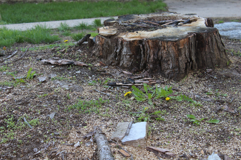 Practical Benefits of Choosing Stump Removal Passaic County NJ for Property Owners
