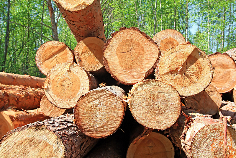 Reliable Delivery Options for Firewood For Sale Near Long Branch NJ Outdoor Needs