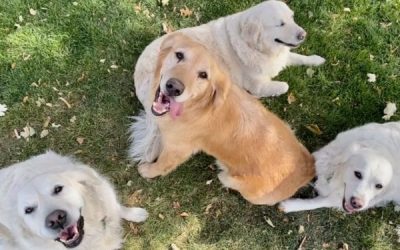 Ease Your Pet’s Pain with Natural Remedies For Dog Arthritis That USA Vets Approve