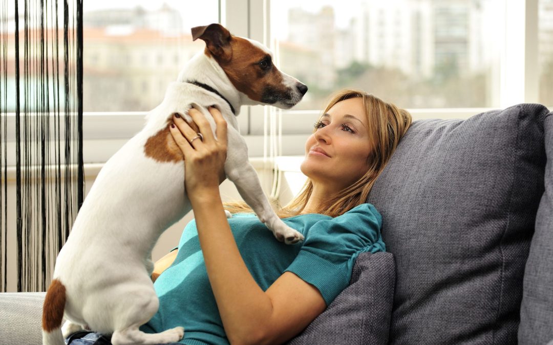In-Home Pet Care Services: A Stress-Free Solution for Busy Pet Owners