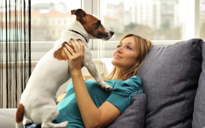 In-Home Pet Care Services: A Stress-Free Solution for Busy Pet Owners