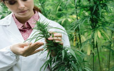 Benefits of Using Medical Cannabis Delivery in Springfield, MA for Stress Relief