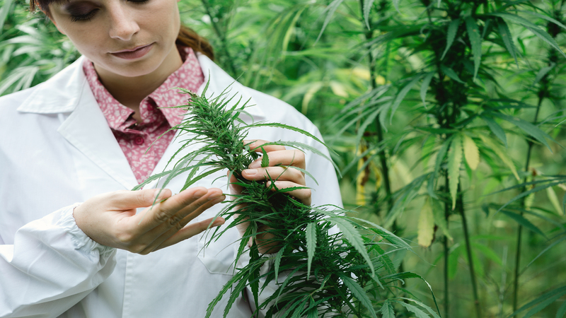 Benefits of Using Medical Cannabis Delivery in Springfield, MA for Stress Relief
