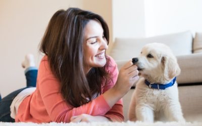Make Pet Parenting Easier Using Doggy Daycare In Denver for Happy and Healthy Dogs