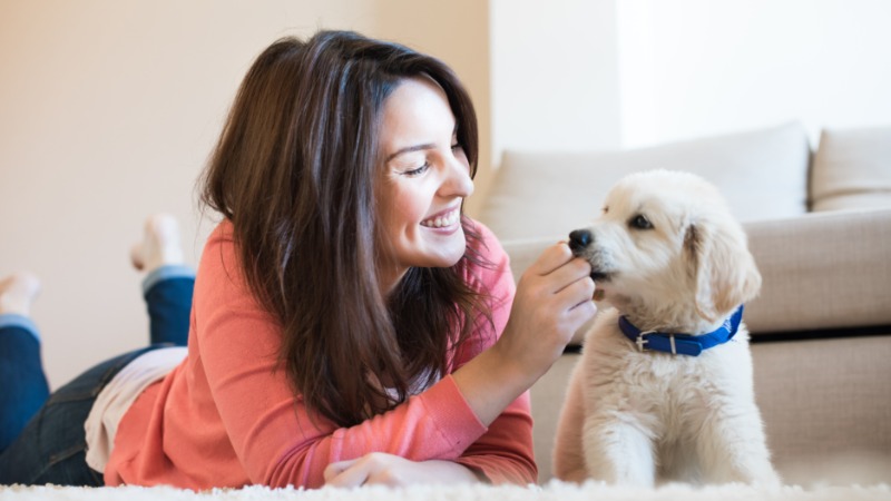 Make Pet Parenting Easier Using Doggy Daycare In Denver for Happy and Healthy Dogs
