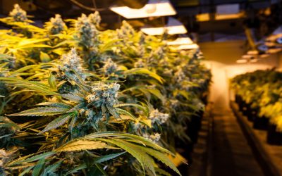 Experience fast and discreet weed delivery, Antioch, CA residents trust for convenience at home.