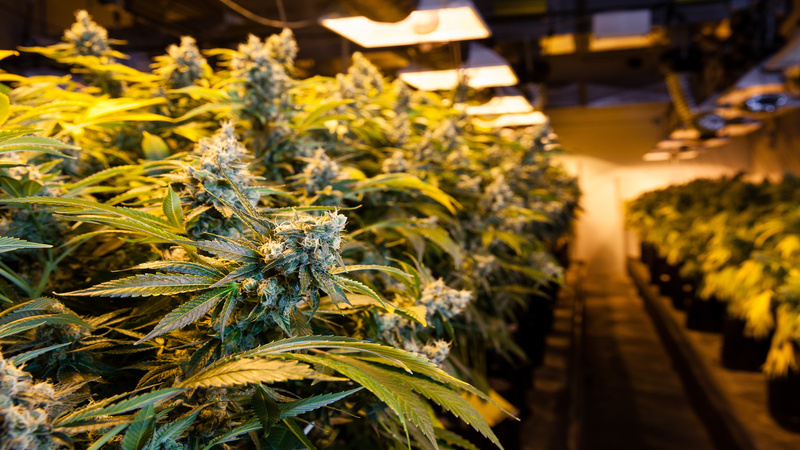 Experience fast and discreet weed delivery, Antioch, CA residents trust for convenience at home.