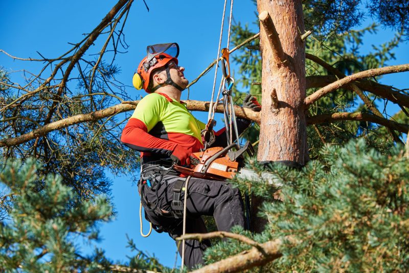 Signs Your Yard Needs Professional Tree Trimming Kalamazoo, Mi Residents Should Know