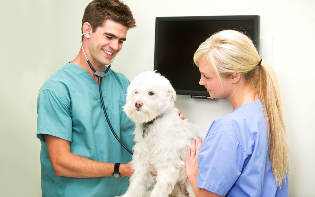 Wellness Services Offered by Animal Hospital, Greenfield, IN, for Healthier Pets