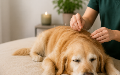 Real Stories of Relief With Acupuncture For Dogs Franklin TN Pet Owners Should Know