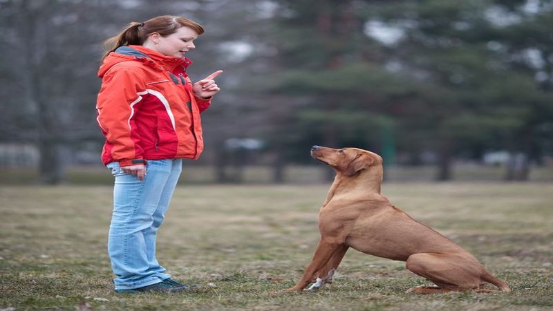 Enjoy Worry-Free Vacations with Trusted Services from Pet Boarding Eudora, KS