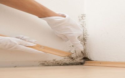 Real Stories of Homeowners Who Hired a Mold Removal Company in Naples, FL
