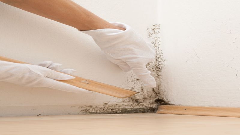 Real Stories of Homeowners Who Hired a Mold Removal Company in Naples, FL