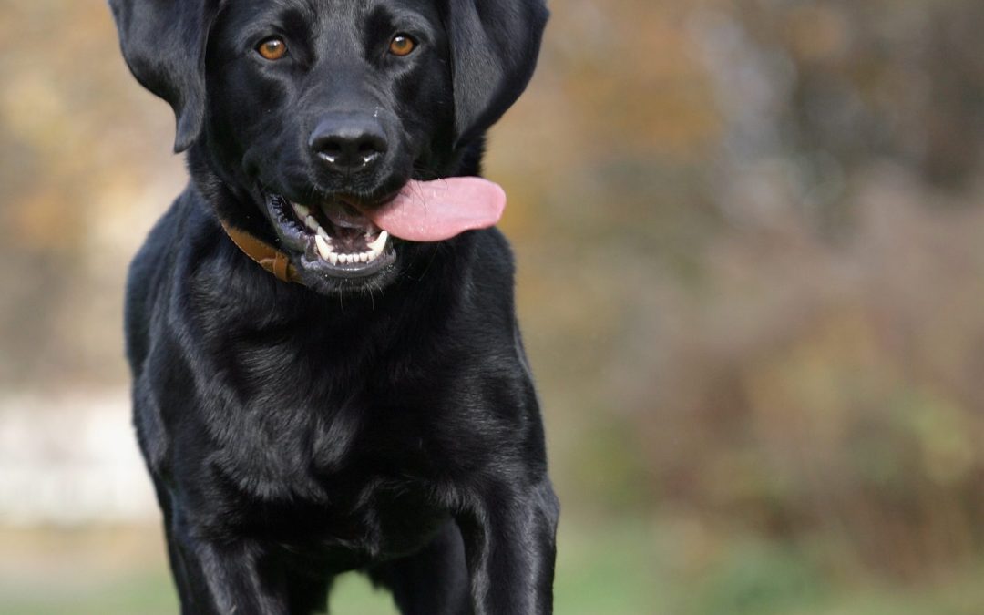 Why Side Yards and Narrow Outdoor Spaces Often Need More Frequent Dog Waste Cleanup