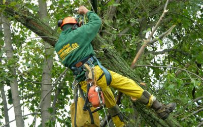 How a Certified Arborist St. Louis, MO Can Protect Your Trees from Storm Damage