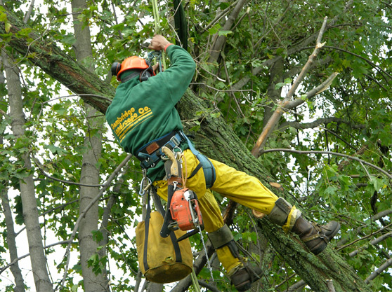 Fast and Affordable Tree Removal Service in Columbus, OH for Busy Homeowners